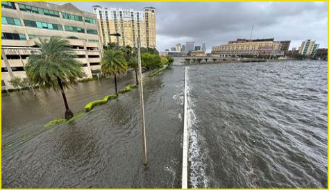 Shannon Harold Obituary: resident of Tampa Florida, cause of death